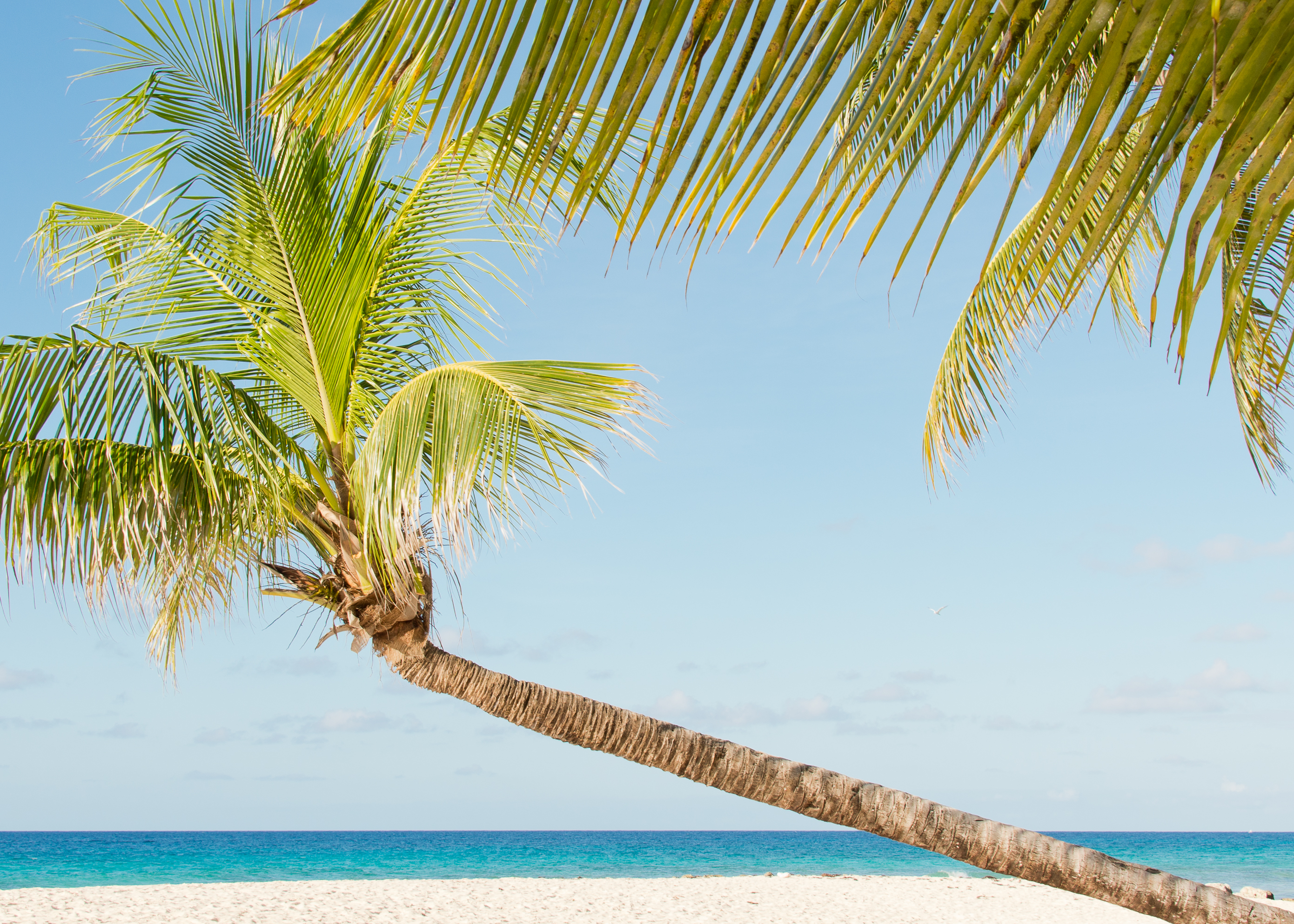 Kokospalme über einem weißen Sandstrand auf Barbados in der Karibik