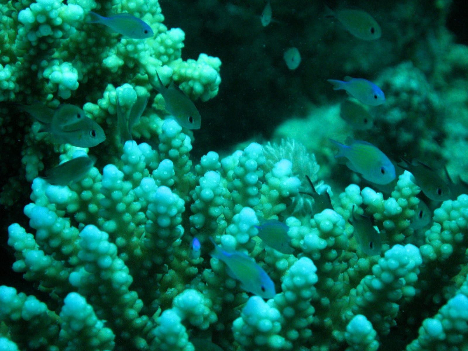 Korallenriff mit Fischen im Roten Meer bei Marsa Alam