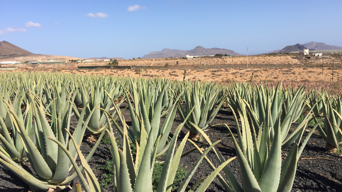 Aloe-Feld vor der trockenen Vulkanlandschaft Fuerteventuras