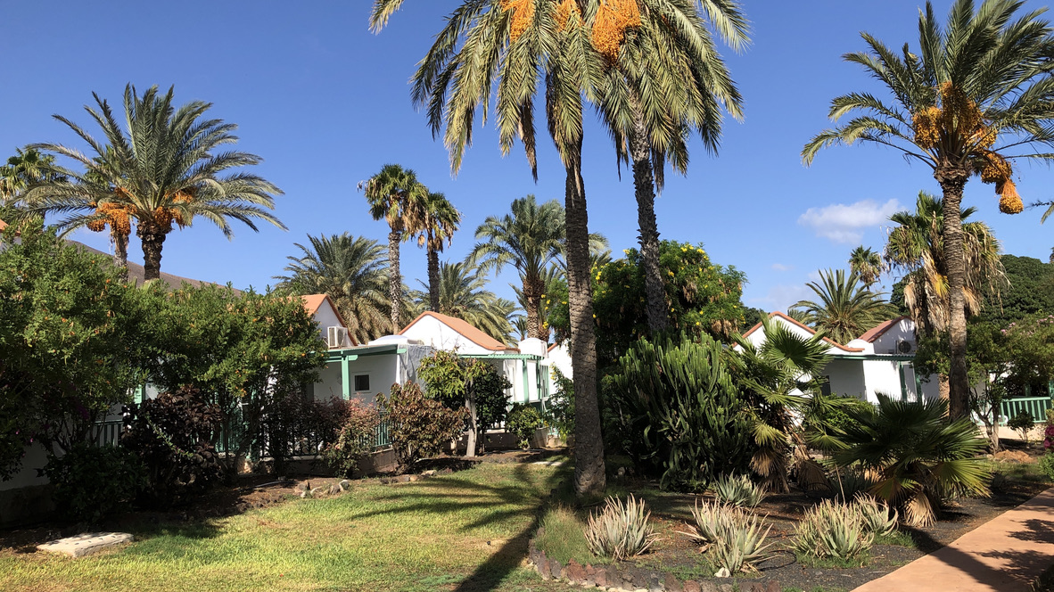 Weiße Bungalows zwischen Palmen und Gartenpflanzen im Aldiana Club Fuerteventura